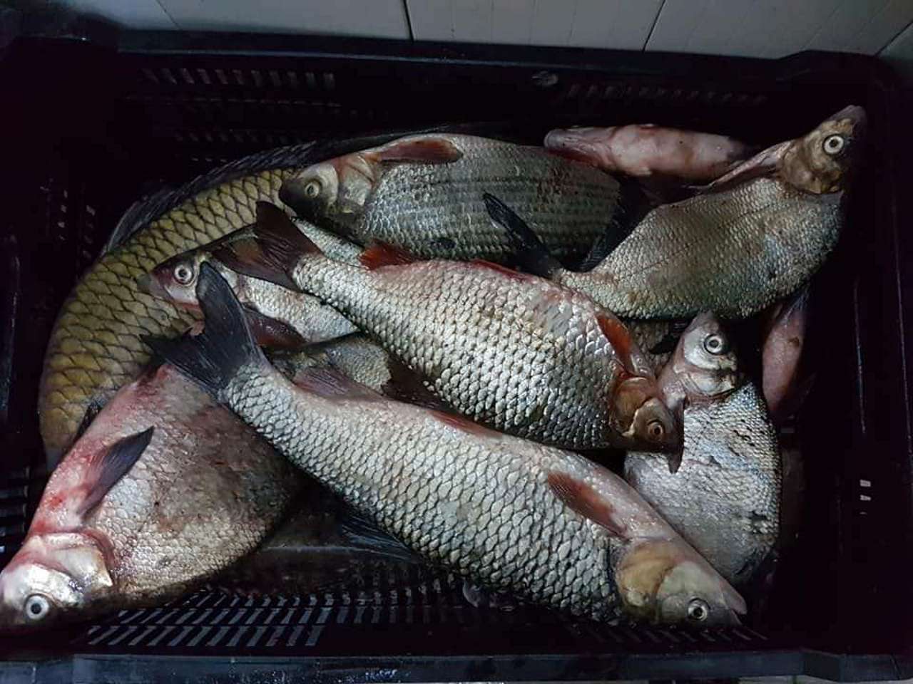 Vom putea consuma pește din Nistru? Precizările lui Hajder - agroexpert.md