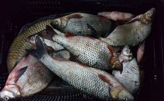 Vom putea consuma pește din Nistru? Precizările lui Hajder - agroexpert.md