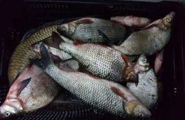 Vom putea consuma pește din Nistru? Precizările lui Hajder - agroexpert.md