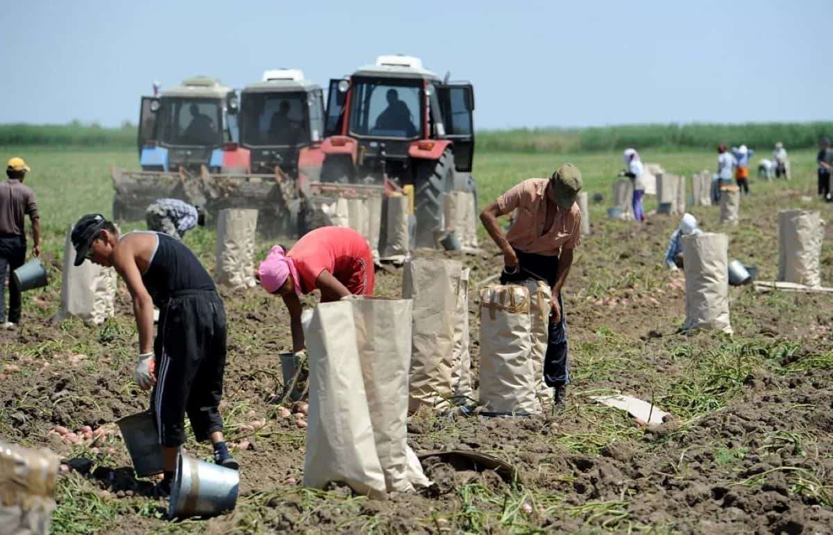 Более 5% работников в Молдове трудятся без контракта — лидирует агросектор - agroexpert.md