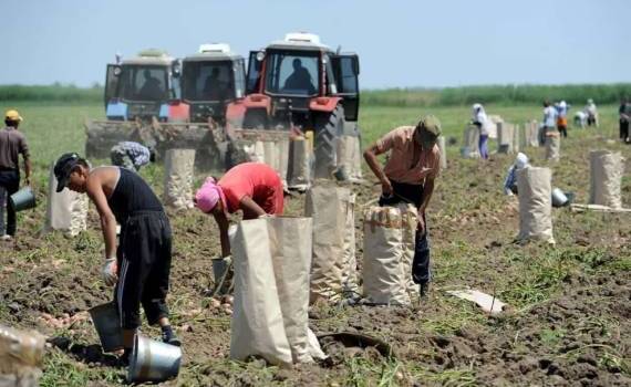 Более 5% работников в Молдове трудятся без контракта — лидирует агросектор - agroexpert.md