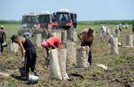 Более 5% работников в Молдове трудятся без контракта — лидирует агросектор - agroexpert.md