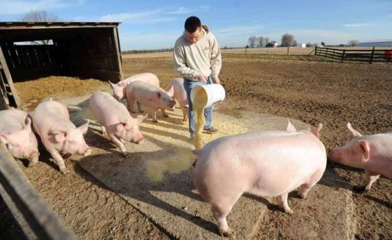 В странах ЕС наблюдается уменьшение поголовья свиней - agroexpert.md