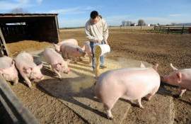 В странах ЕС наблюдается уменьшение поголовья свиней - agroexpert.md