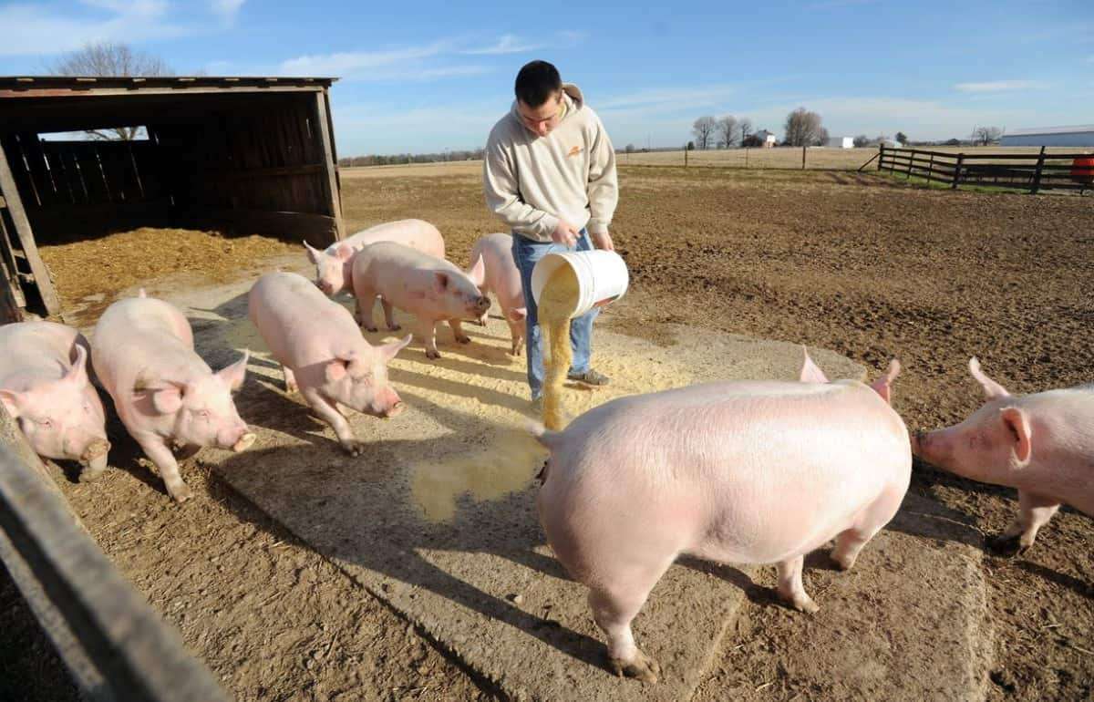 В странах ЕС наблюдается уменьшение поголовья свиней - agroexpert.md