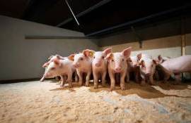 Дания готовит радикальные перемены в свиноводстве - agroexpert.md