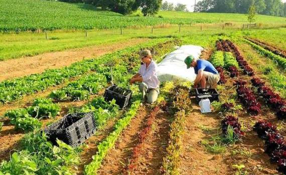 Platforma e-Zilier, între cifre optimiste și probleme reale - agroexpert.md