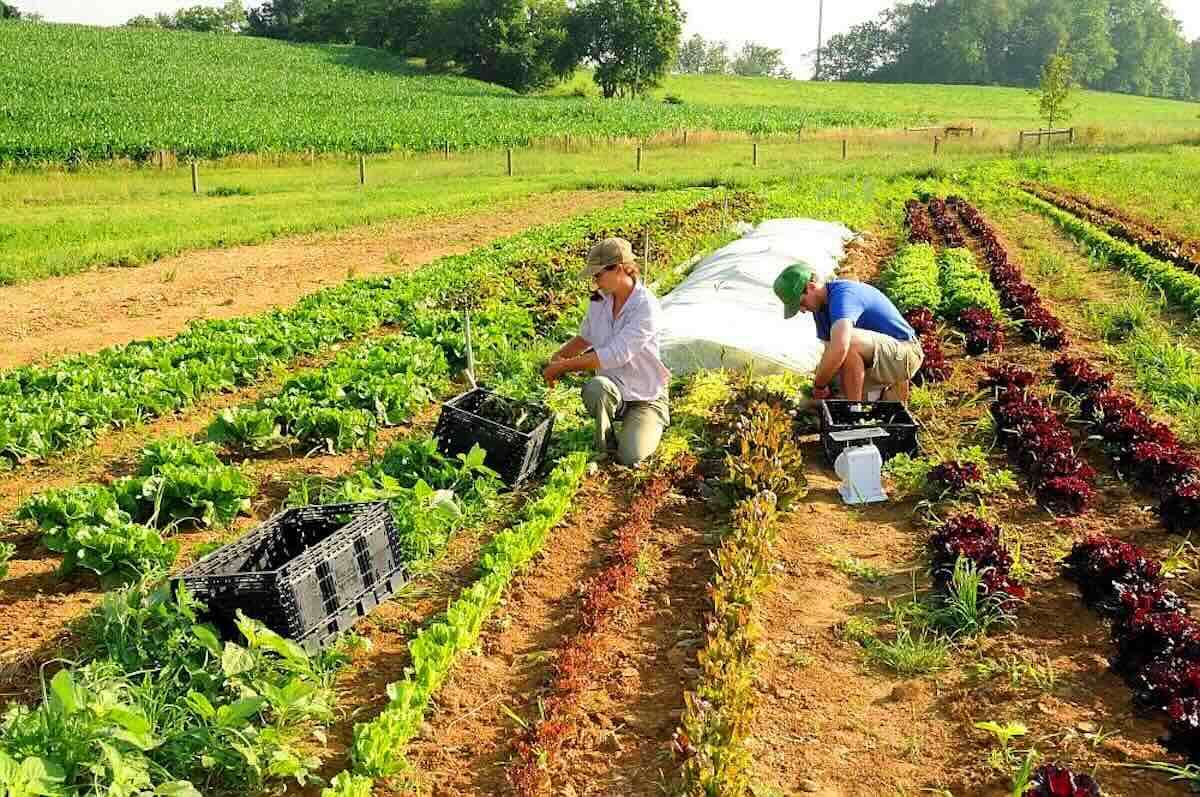 Platforma e-Zilier, între cifre optimiste și probleme reale - agroexpert.md