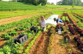 Platforma e-Zilier, între cifre optimiste și probleme reale - agroexpert.md