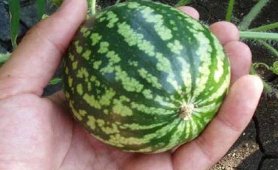 Мини-арбуз для одного: европейский рынок готовится к новинке - agroexpert.md