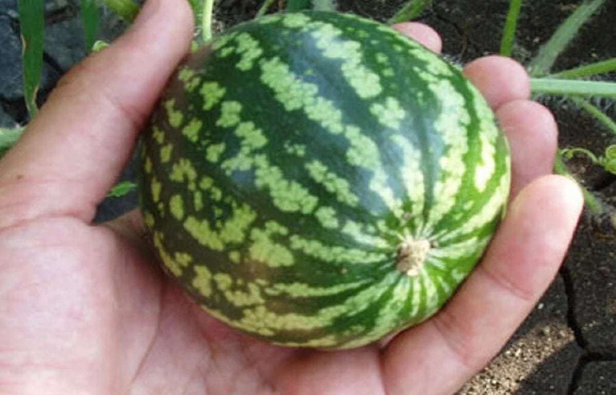 Мини-арбуз для одного: европейский рынок готовится к новинке - agroexpert.md