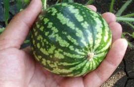 Мини-арбуз для одного: европейский рынок готовится к новинке - agroexpert.md