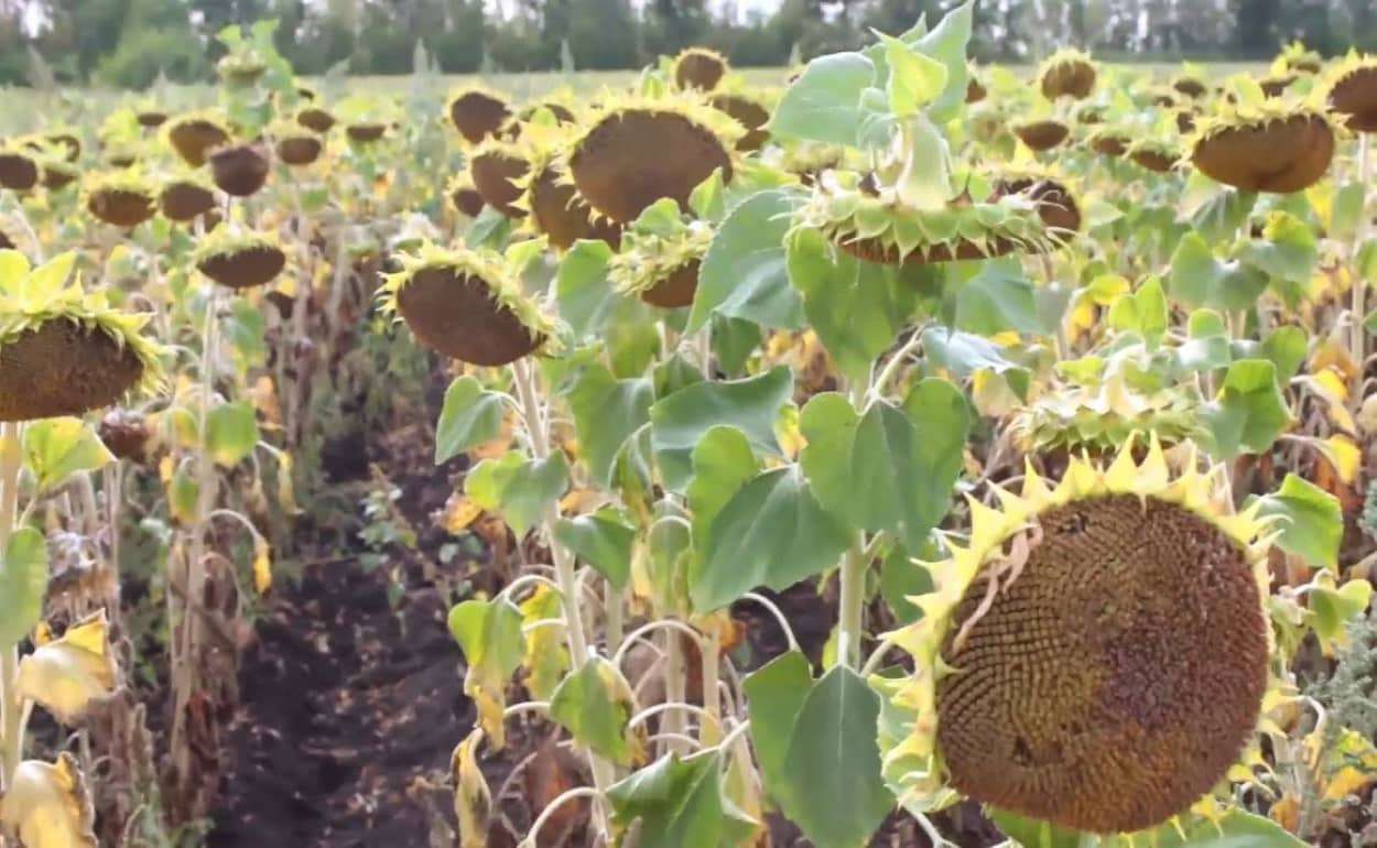 Черноморский регион станет драйвером мирового производства подсолнечника - agroexpert.md