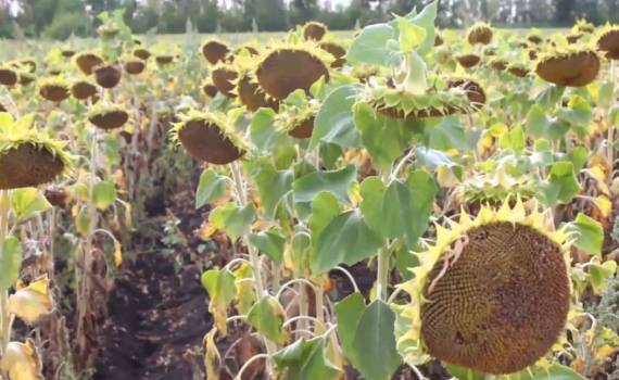 Черноморский регион станет драйвером мирового производства подсолнечника - agroexpert.md