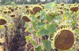 Черноморский регион станет драйвером мирового производства подсолнечника - agroexpert.md