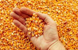 Цена украинской кукурузы растет — Аргентина наращивает конкуренцию - agroexpert.md