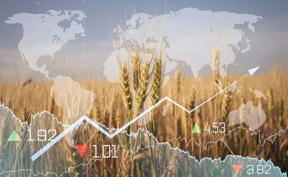 Мировой рынок зерна и масличных: цена на пшеницу росла, на сою снижалась - agroexpert.md