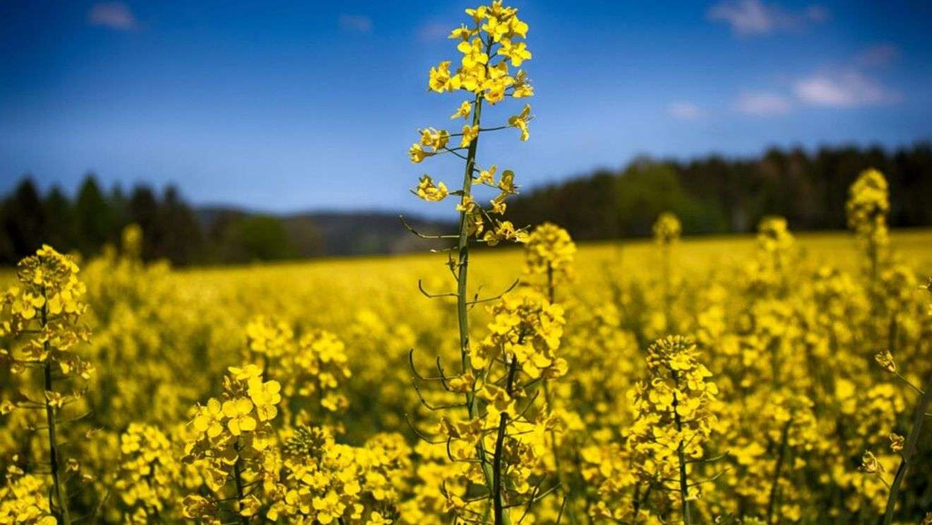 R. Moldova, tot mai vizibilă pe piața europeană a rapiței - agroexpert.md