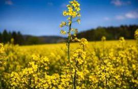 R. Moldova, tot mai vizibilă pe piața europeană a rapiței - agroexpert.md