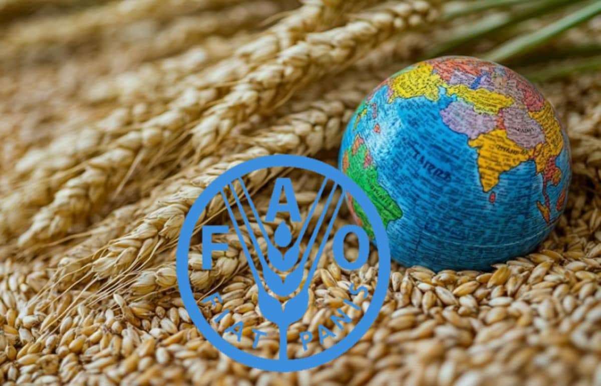 ФАО: Зерновые запасы остаются рекордными, несмотря на снижение урожая - agroexpert.md