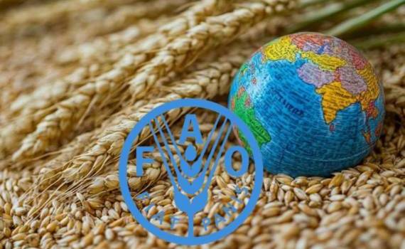 ФАО: Зерновые запасы остаются рекордными, несмотря на снижение урожая - agroexpert.md
