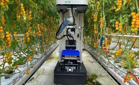 Китайский робот для сбора томатов проходит испытания в Европе - agroexpert.md
