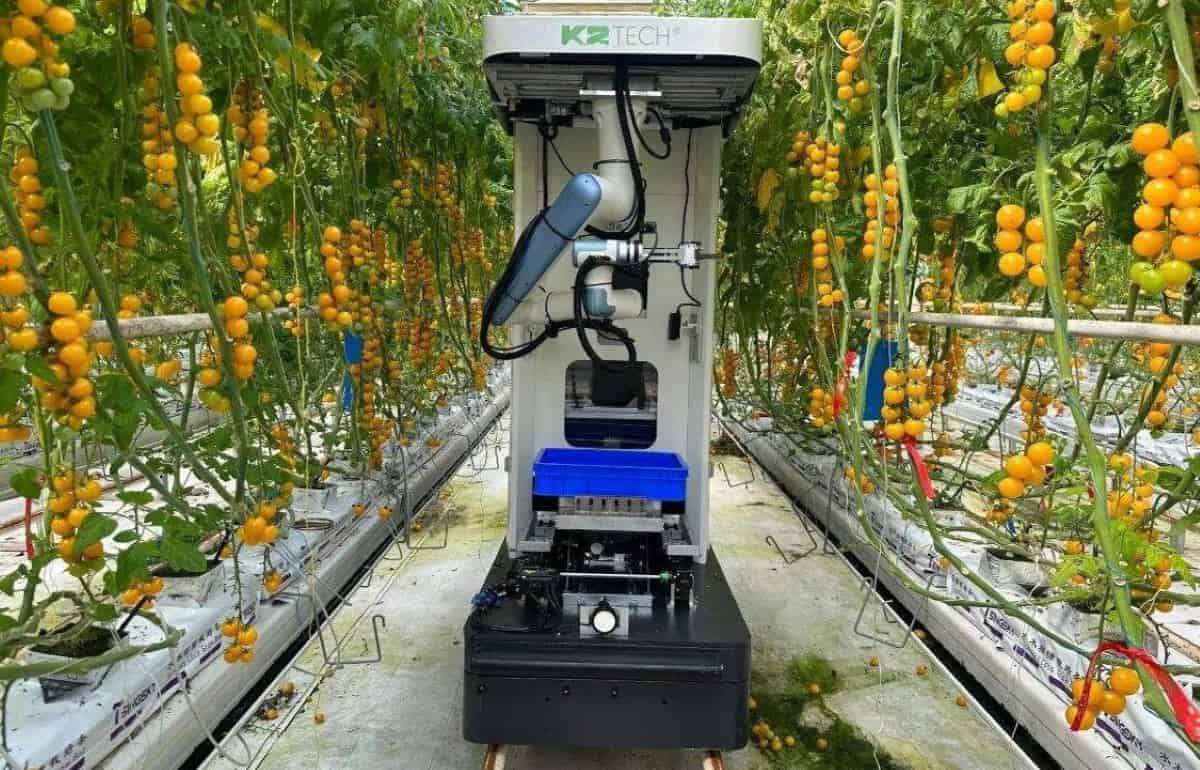 Китайский робот для сбора томатов проходит испытания в Европе - agroexpert.md