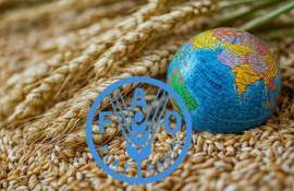 ФАО: Зерновые запасы остаются рекордными, несмотря на снижение урожая - agroexpert.md