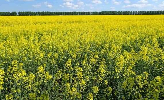 Немецкие фермеры недовольны рапсом, но продолжают его сеять - agroexpert.md