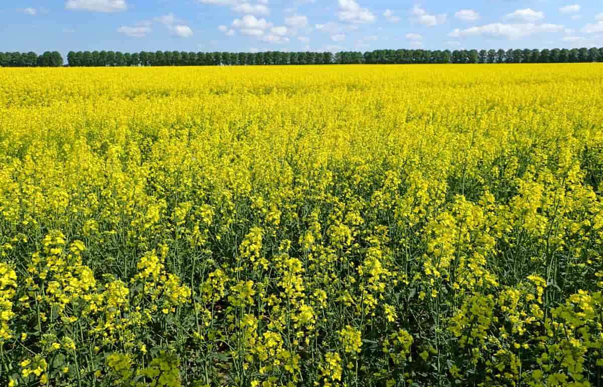 Немецкие фермеры недовольны рапсом, но продолжают его сеять - agroexpert.md