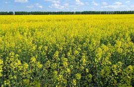 Немецкие фермеры недовольны рапсом, но продолжают его сеять - agroexpert.md