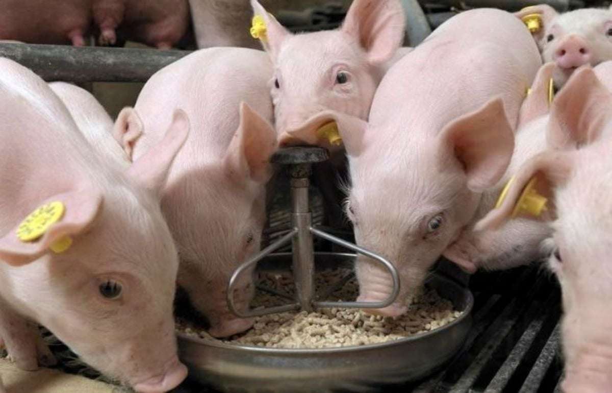 АЧС в Южной Корее: Корма под подозрением, но связь не доказана - agroexpert.md