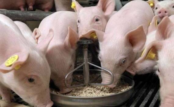 АЧС в Южной Корее: Корма под подозрением, но связь не доказана - agroexpert.md