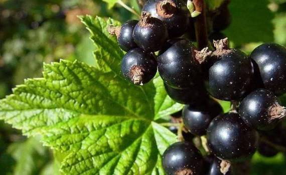 Când vor fi disponibile primele coacăze și cât ar putea costa în acest sezon - agroexpert.md