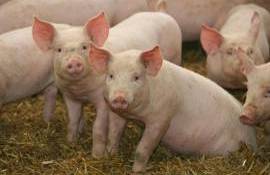 Sectorul porcin, ignorat? Ce spun fermierii despre relația cu autoritățile - agroexpert.md