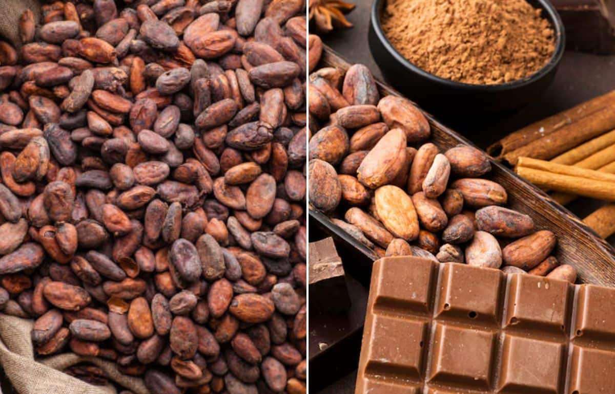 Мировые цены на какао-бобы достигли рекордно низкого уровня - agroexpert.md
