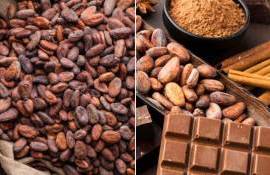 Мировые цены на какао-бобы достигли рекордно низкого уровня - agroexpert.md