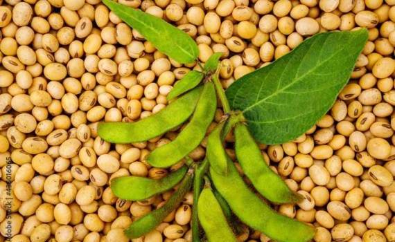 В Украине цены на рапс нового урожая показали рост на 5-7 USD/т - agroexpert.md