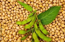 В Украине цены на рапс нового урожая показали рост на 5-7 USD/т - agroexpert.md