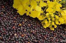 В Украине цены на рапс нового урожая показали рост на 5-7 USD/т - agroexpert.md