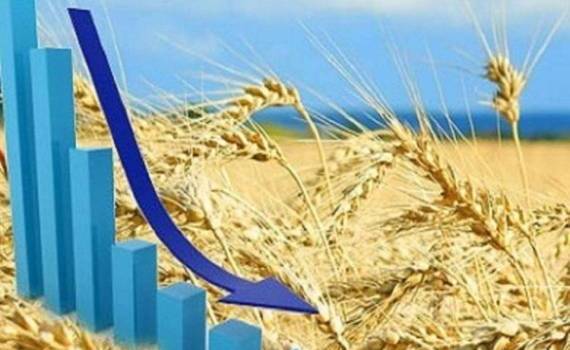 Стоимость пшеницы в странах ЕС продолжает снижаться - agroexpert.md
