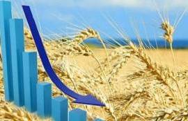 Стоимость пшеницы в странах ЕС продолжает снижаться - agroexpert.md