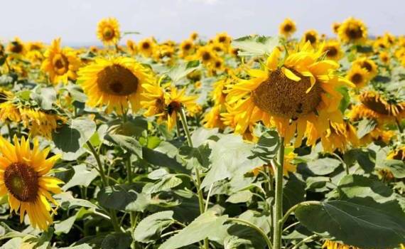 Компенсационная способность подсолнечника: Зачем сеять реже? - agroexpert.md