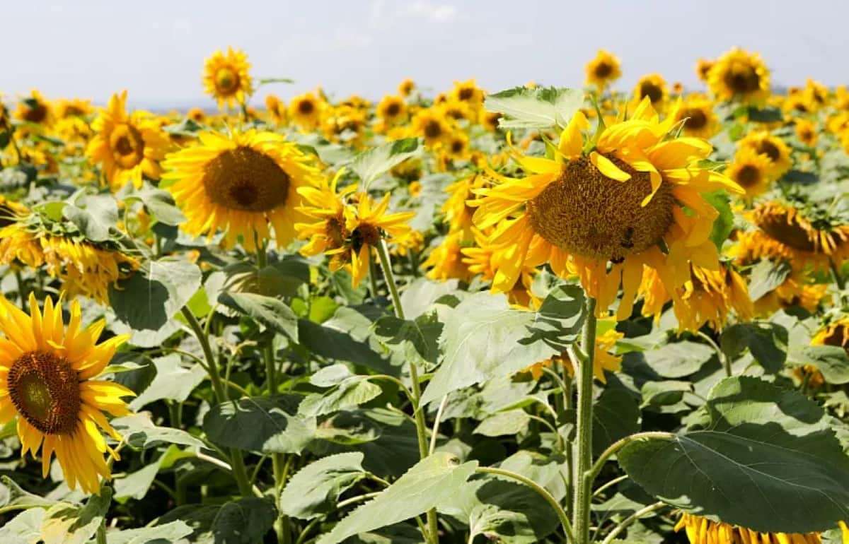 Компенсационная способность подсолнечника: Зачем сеять реже? - agroexpert.md