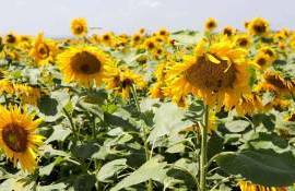 Компенсационная способность подсолнечника: Зачем сеять реже? - agroexpert.md