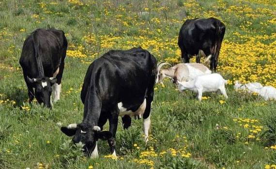 Recomandări pentru protejarea animalelor pe timp de caniculă - agroexpert.md
