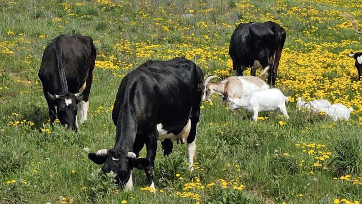 Recomandări pentru protejarea animalelor pe timp de caniculă - agroexpert.md