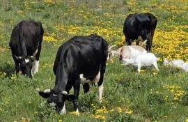 Recomandări pentru protejarea animalelor pe timp de caniculă - agroexpert.md