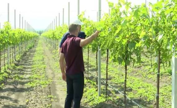 Современный виноградник в Григорьевке с государственной поддержкой - agroexpert.md