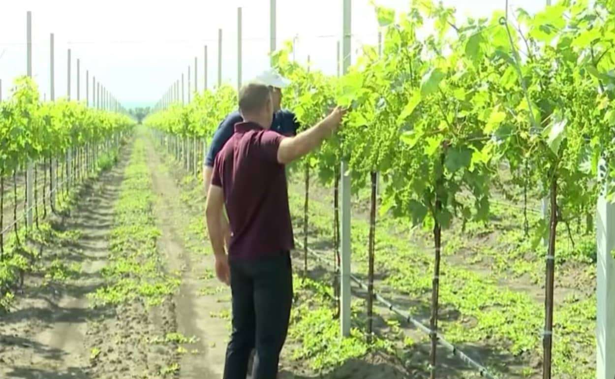 Современный виноградник в Григорьевке с государственной поддержкой - agroexpert.md